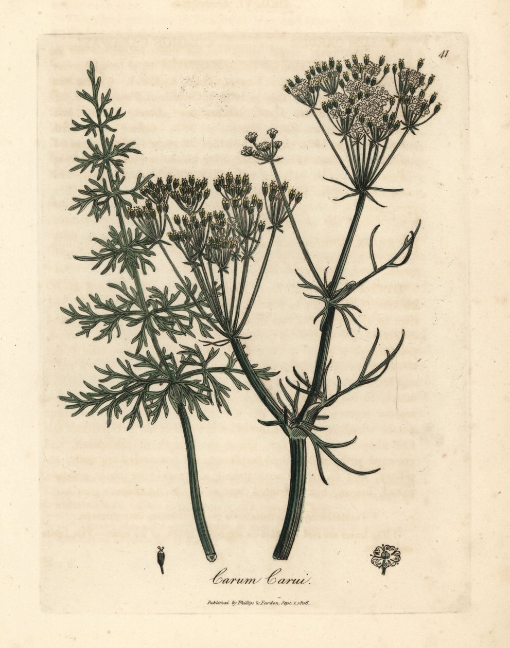 Kmín obecný, drahá od James Sowerby