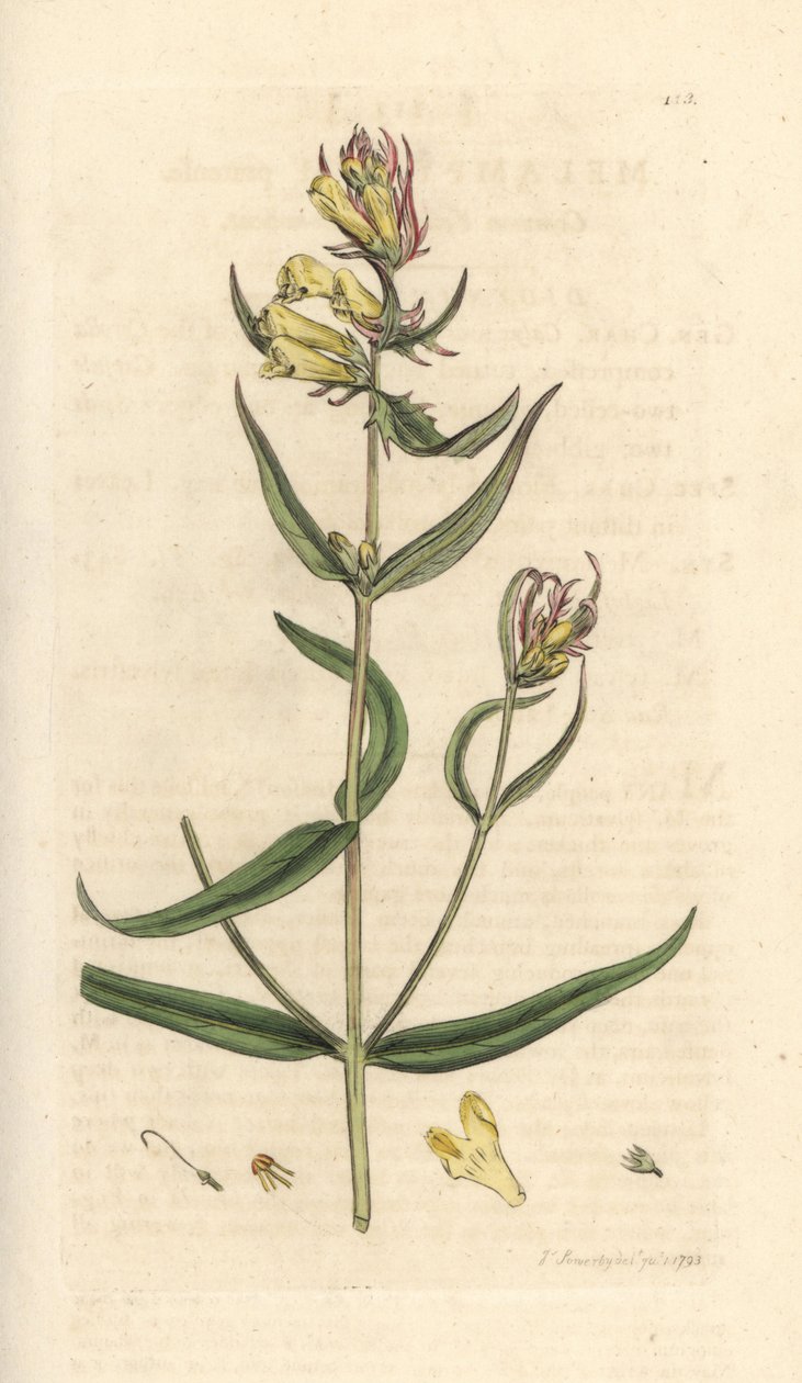 Pšenice kravská, Melampyrum pratense (Melampyre des pres, Dřevěné proso, Cochelet, Žlutá saturejka) Ručně kolorovaná mědirytina podle ilustrace Jamese Sowerbyho z James Smith