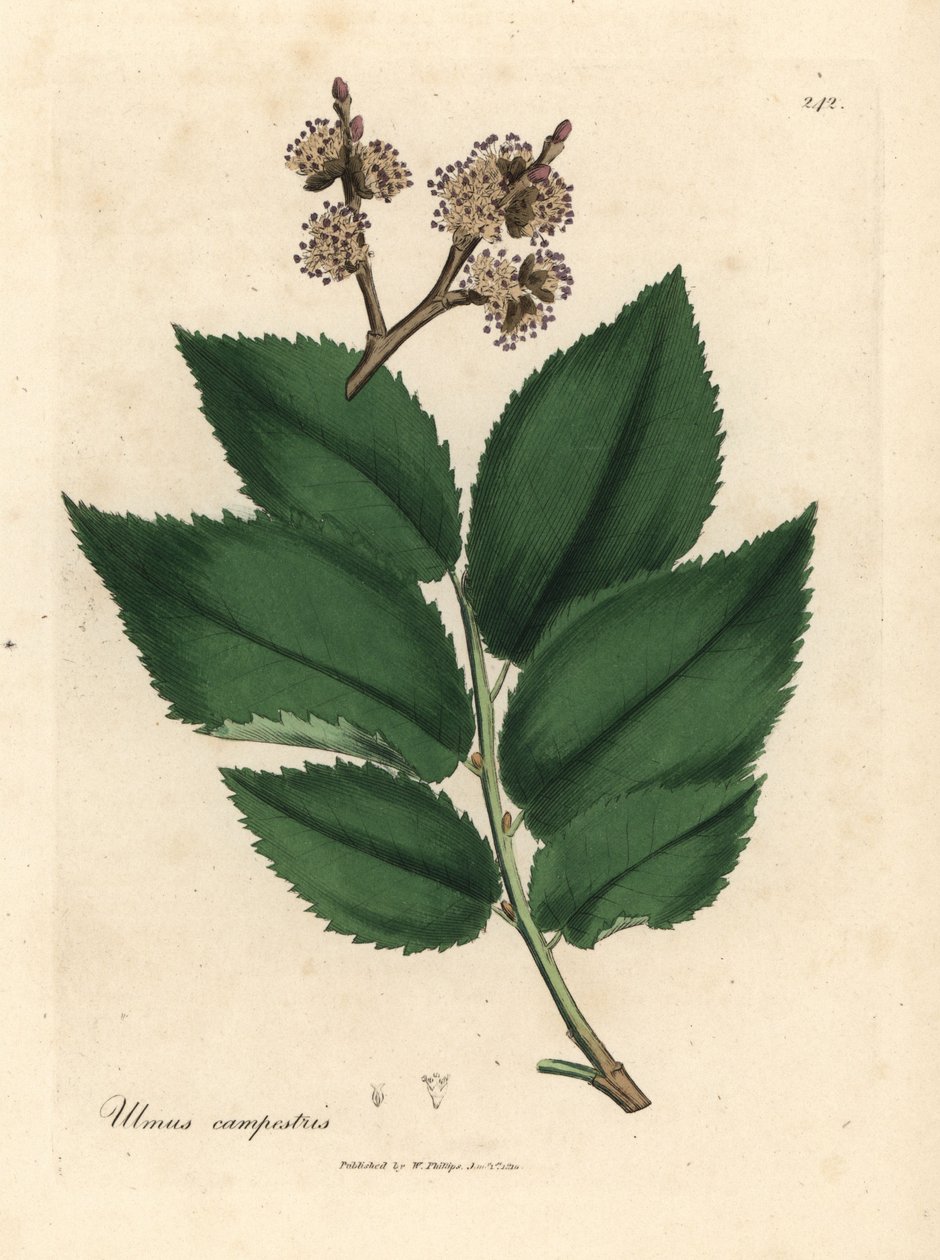 Jilm obecný, Ulmus plainstris od James Sowerby