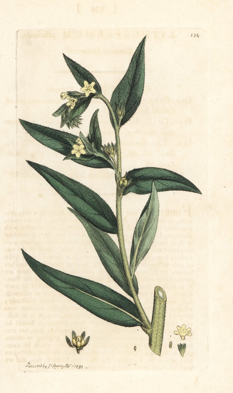 Gromwell, Lithospermum officinale (Gremil officinal) Ručně kolorovaná mědirytina podle ilustrace Jamese Sowerbyho z James Smith