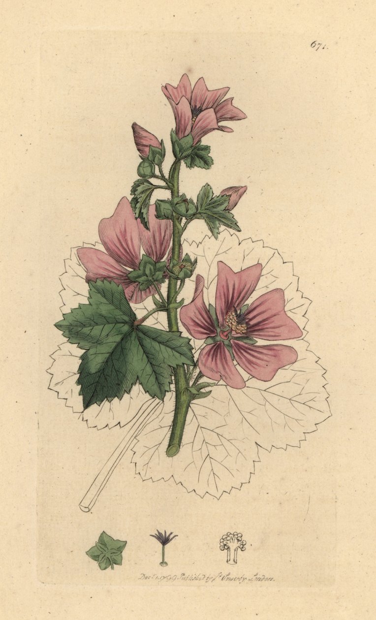Sléz obecný, Malva sylvestris Ručně kolorovaná mědirytina podle kresby Jamese Sowerbyho pro Anglickou botaniku Jamese Smithe od James Sowerby