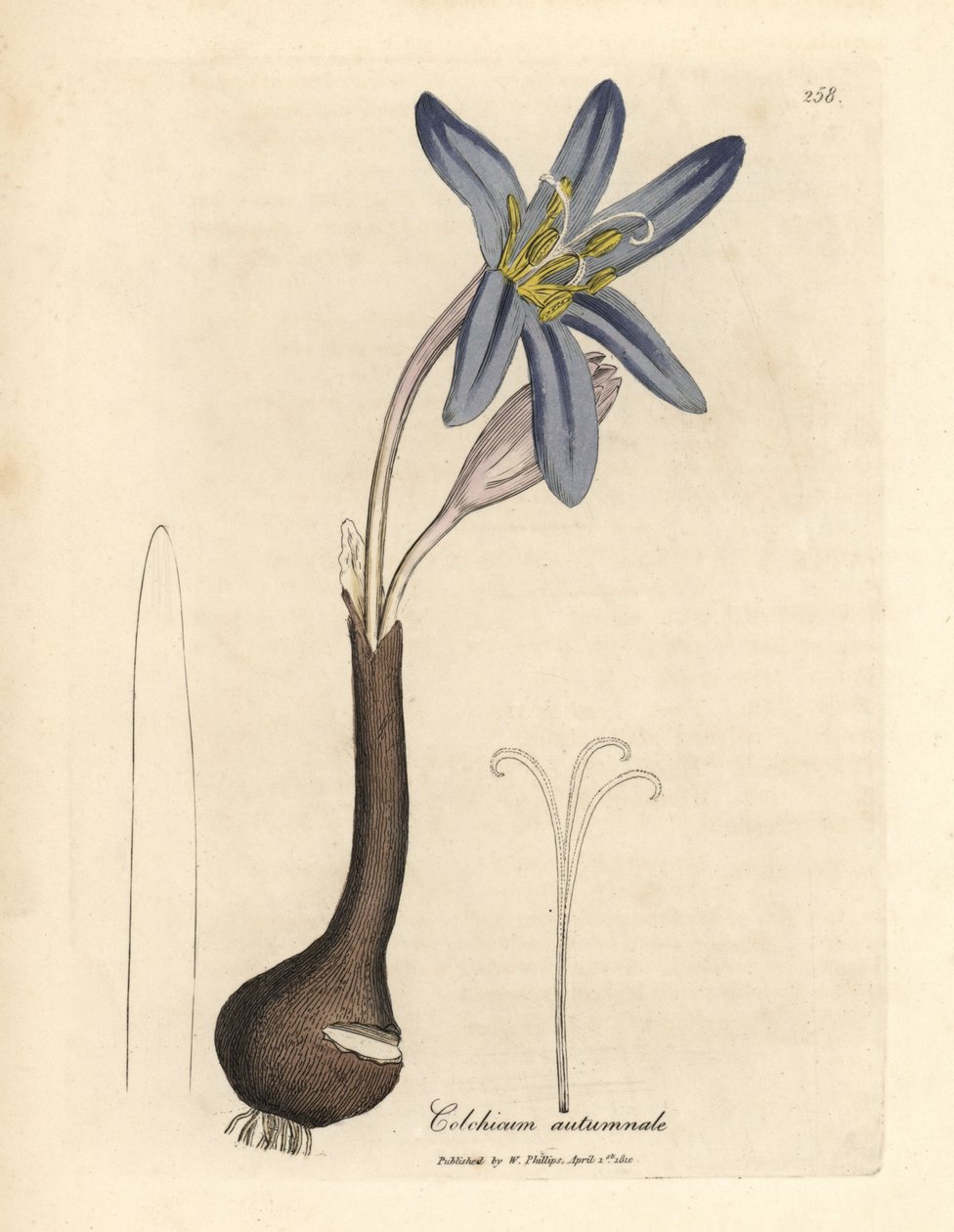 Šafrán obecný luční, Colchicum autumnale od James Sowerby