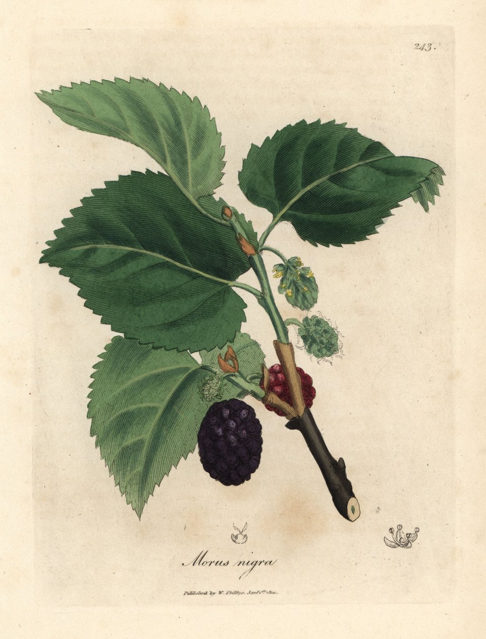 Morušovník obecný, Morus nigra od James Sowerby