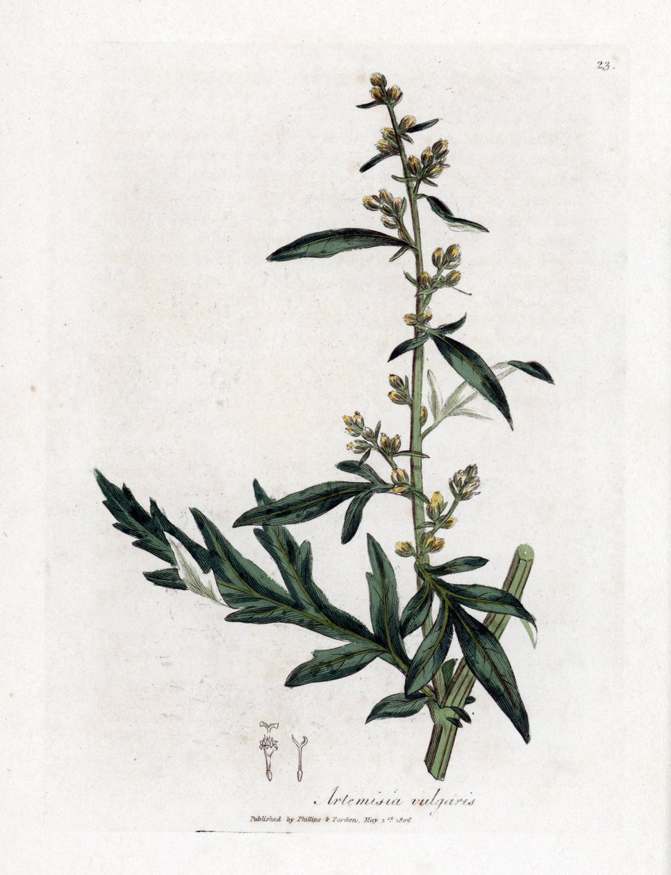 Pelyněk obecný nebo vulgární - pelyněk obecný, Artemisia vulgaris. Ručně kolorovaná mědirytina z botanické ilustrace Jamese Sowerbyho z Williama Woodvilla a Sira Williama Jacksona Hookera "" Medical Botany "," John Bohn, Londýn od James Sowerby