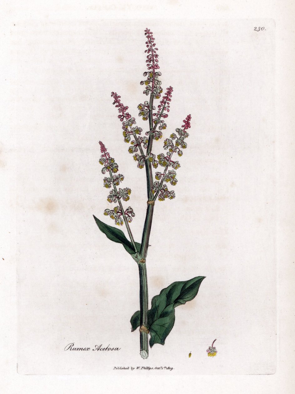 Šťovík obecný nebo šťovík velký - Šťovík zahradní, Rumex acetosa. Ručně kolorovaná mědirytina z botanické ilustrace Jamese Sowerbyho z Williama Woodvilla a Sira Williama Jacksona Hookera "" Medical Botany "," John Bohn, Londýn od James Sowerby