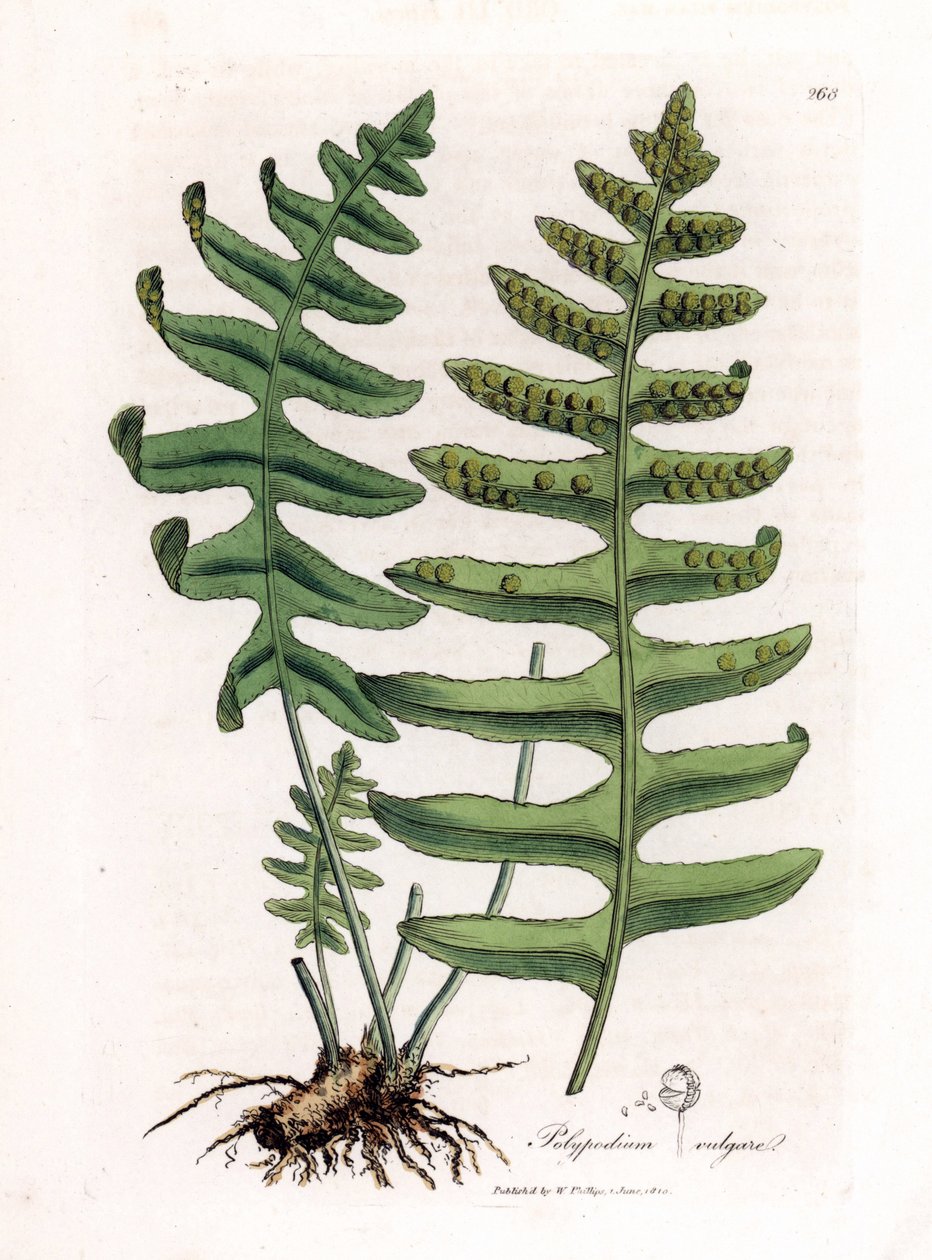 Mnohonožka nebo lékořice dřevná (kapraď) - Mnohonožka obecná, Polypodium vulgare. Ručně kolorovaná mědirytina z botanické ilustrace Jamese Sowerbyho z Williama Woodvilla a Sira Williama Jacksona Hookera "" Medical Botany "," John Bohn, Londýn od James Sowerby