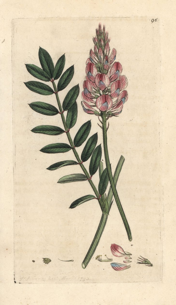 Vičenec obecný, Onobrychis viciifolia (Hedysarum onobrychis) (kultivační vičák) Ručně kolorovaná mědirytina podle ilustrace Jamese Sowerbyho z James Smith
