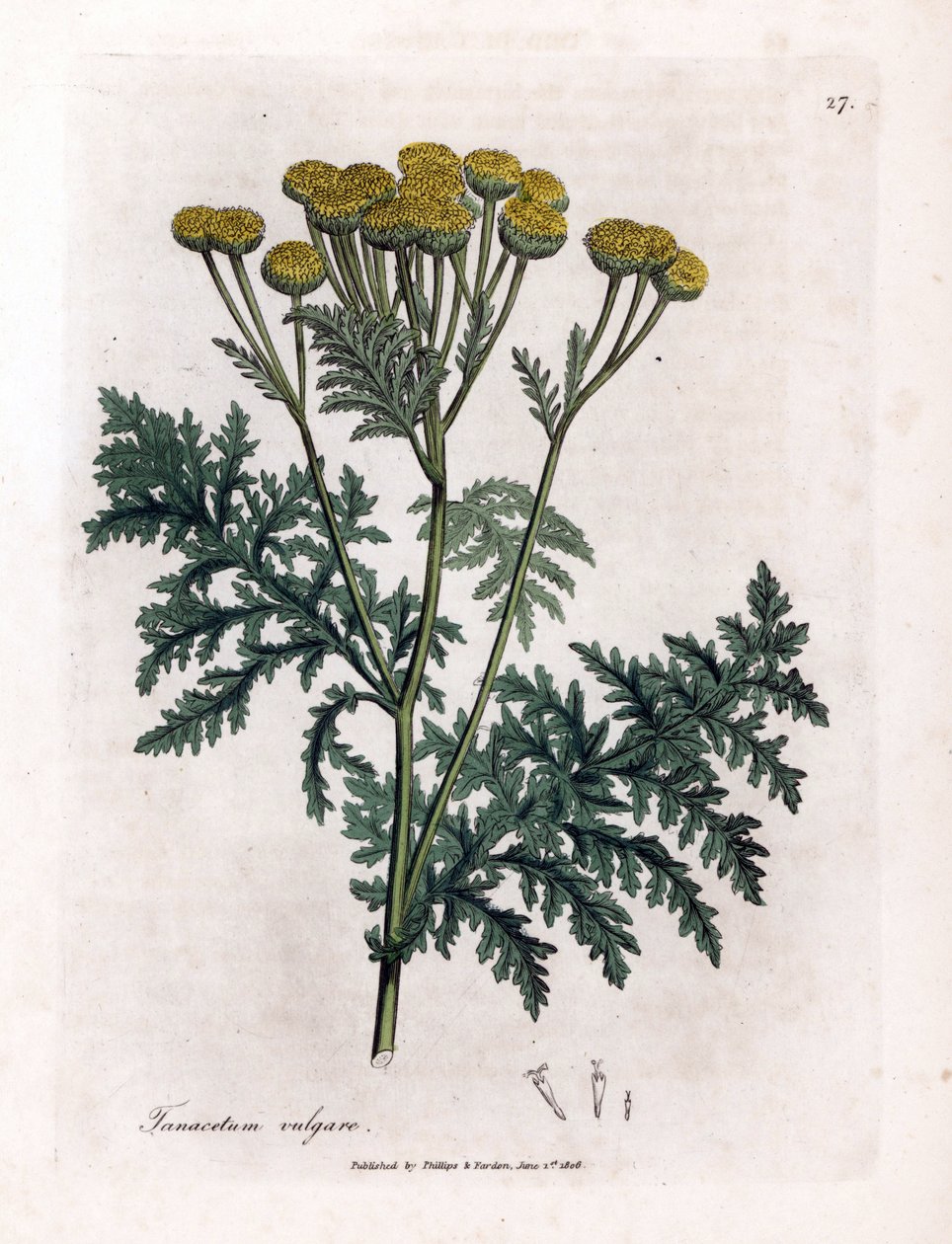 Tansy nebo stříkance - Tansy, Tanacetum vulgare. Ručně kolorovaná mědirytina z botanické ilustrace Jamese Sowerbyho z Williama Woodvilla a Sira Williama Jacksona Hookera "" Medical Botany "," John Bohn, Londýn od James Sowerby