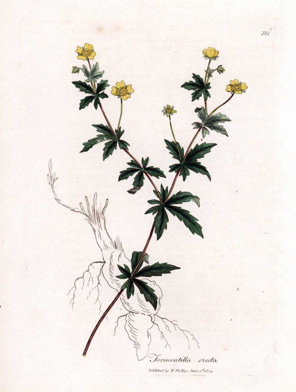 Tormentil obecný, Potentilla erecta. Ručně kolorovaná mědirytina z botanické ilustrace Jamese Sowerbyho z Williama Woodvilla a Sira Williama Jacksona Hookera "" Medical Botany "," John Bohn, Londýn od James Sowerby