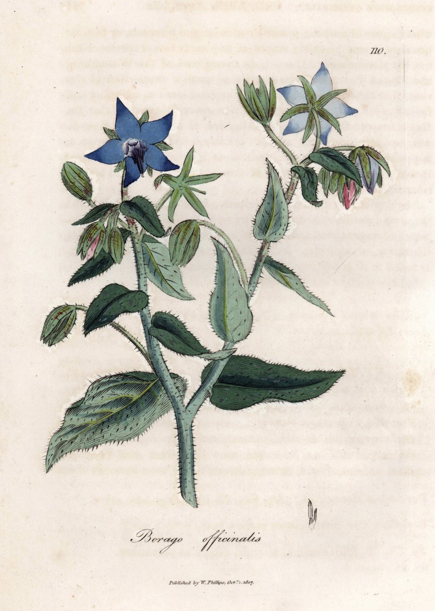 Kompendiální brutnák. Ručně kolorovaná mědirytina z kresby Jamese Sowerbyho (1757-1822), v Botanique Medicinale od James Sowerby