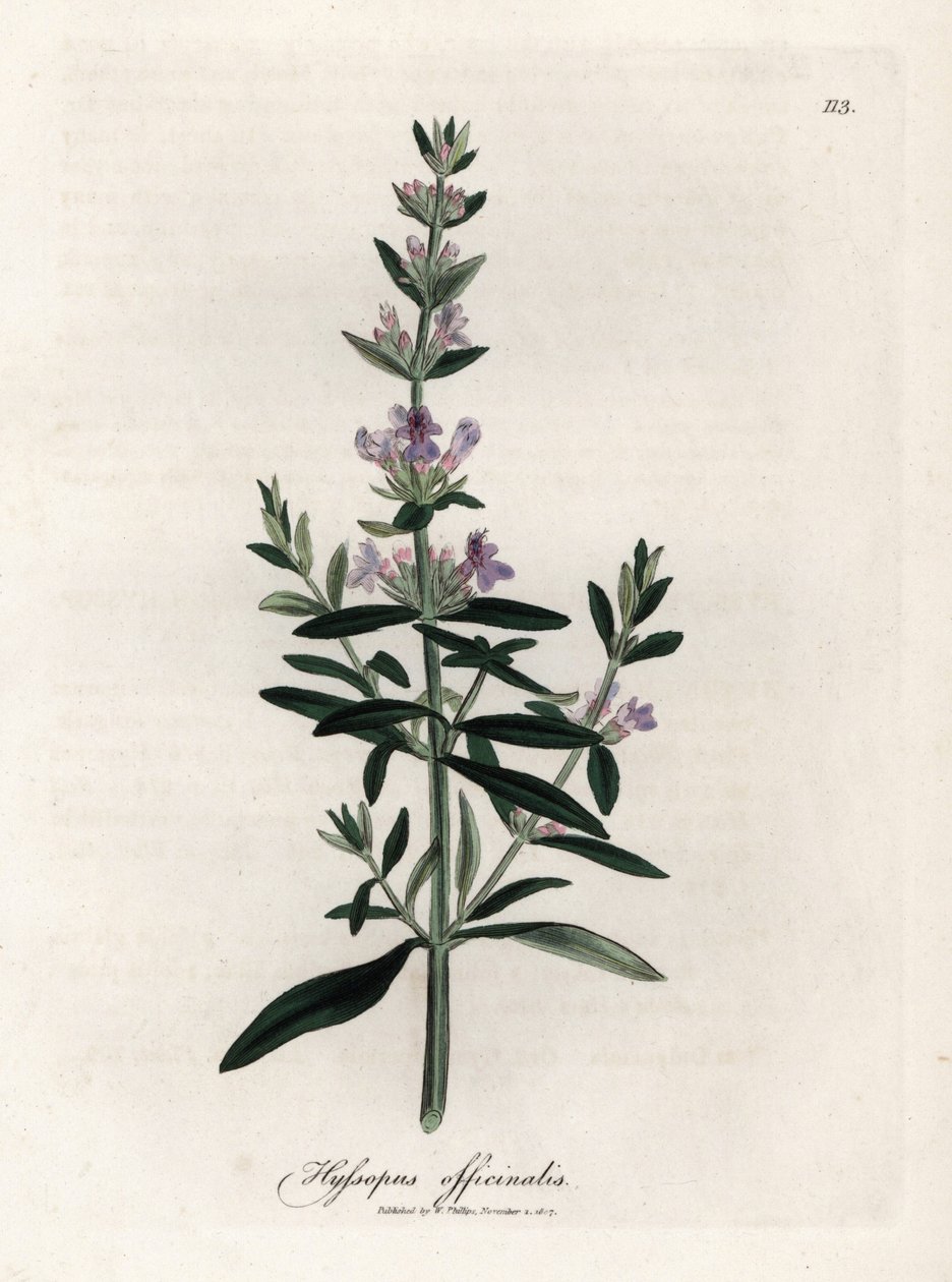 Kompendiální yzop. Ručně kolorovaná mědirytina z kresby Jamese Sowerbyho (1757-1822), v Botanique Medicinale od James Sowerby