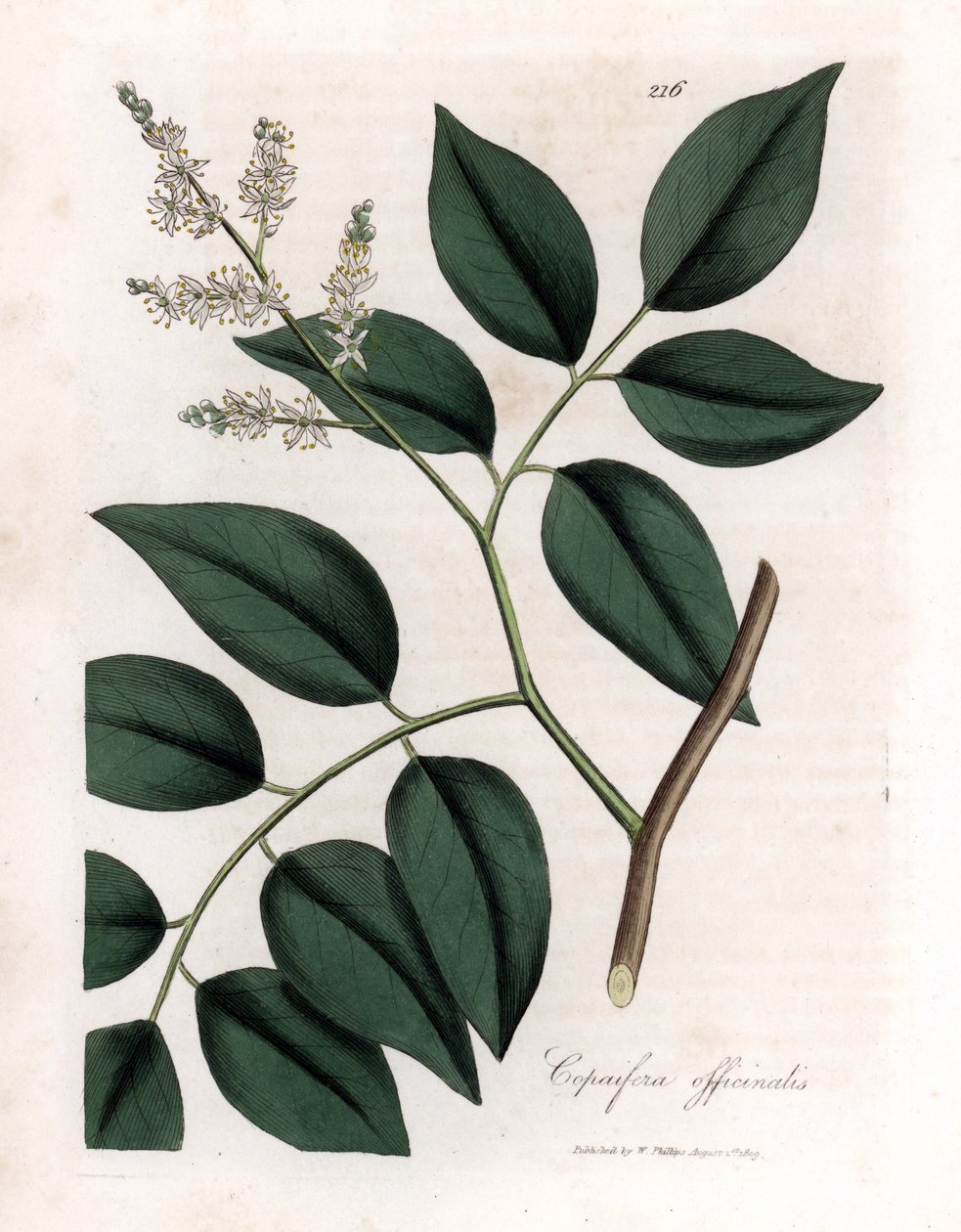 Copaier - balzám z Copaiva, Copaifera officinalis. Ručně kolorovaná mědirytina z botanické ilustrace Jamese Sowerbyho z Williama Woodvilla a Sira Williama Jacksona Hookera "" Medical Botany "," John Bohn, Londýn od James Sowerby