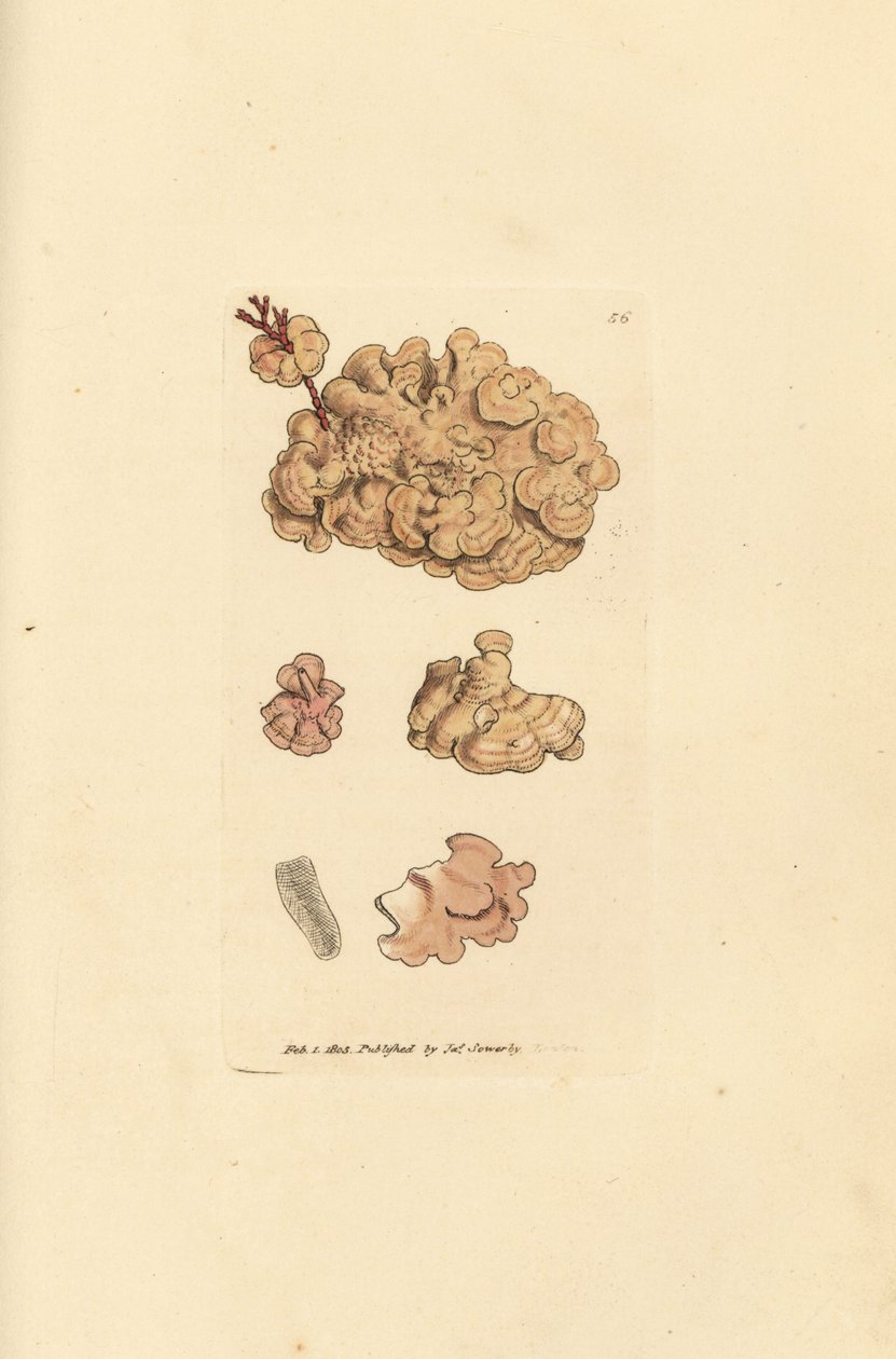 Druh Corallina, Corallina auriculariaeformis. (Cactus coralline, Halimedia opuntia?) Ručně kolorovaná mědirytina od Jamese Sowerbyho z The British Miscellany nebo Barevné figurky nových, vzácných nebo málo známých zvířecích předmětů. od James Sowerby