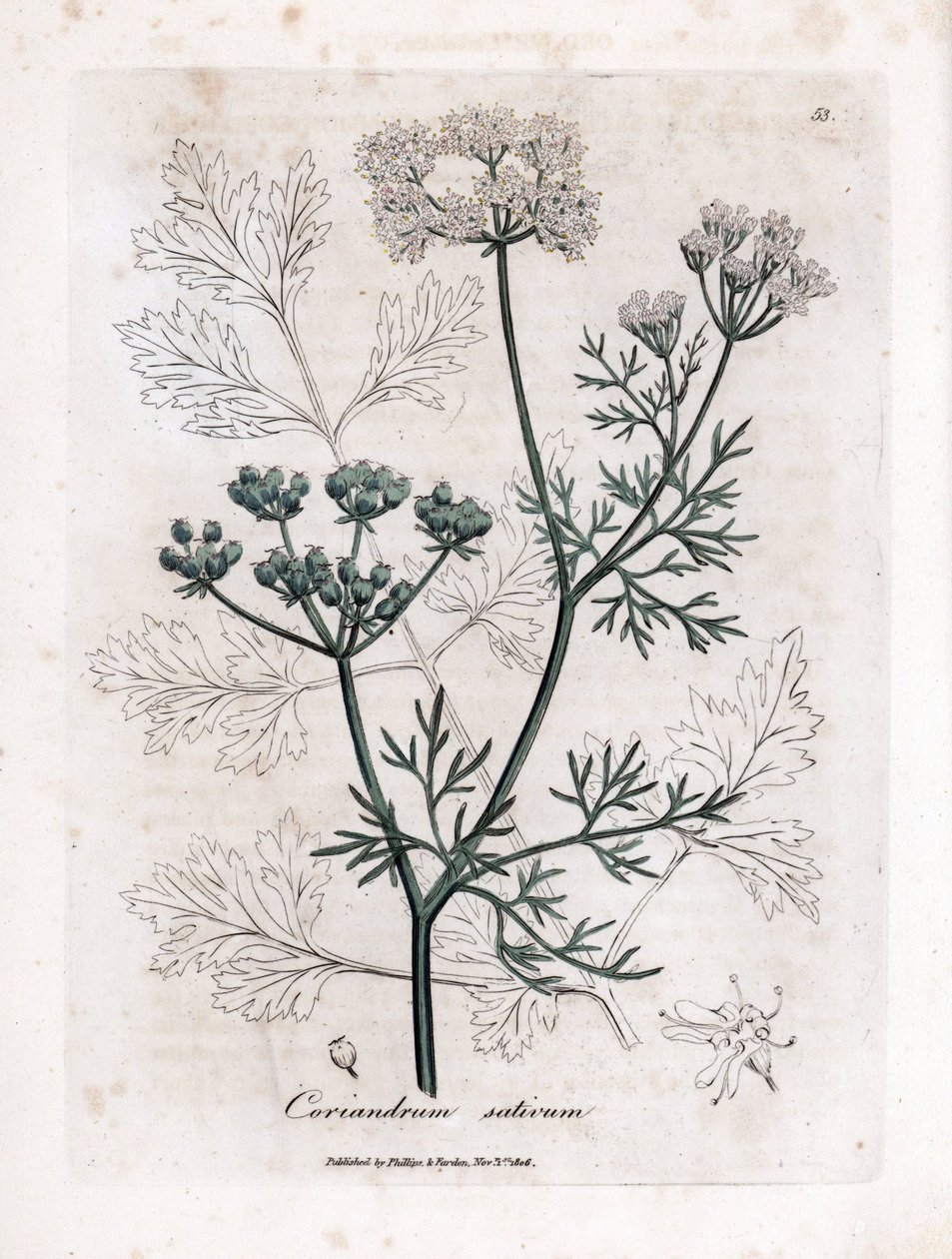 Koriandr (Coriandrum sativum). Ručně kolorovaná mědirytina z ilustrace Jamese Sowerbyho. Výňatek z knihy Williama Woodvilla a Sira Williama Jacksona Hookera „“ Botanique medicale““ 1832. Neúnavný Sowerby (1757-1822) nakreslil více než od James Sowerby