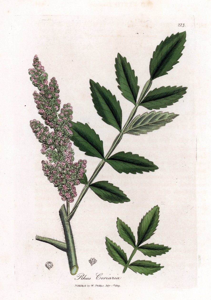 Corroyere neboli škumpa corroyeurů nebo cestovatelů - škumpa jilmlistá, Rhus coriaria. Ručně kolorovaná mědirytina z botanické ilustrace od Jamese Sowerbyho z Williama Woodvilla a Sira Williama Jacksona Hookera "" Medical Botany "," John Bohn, Londo od James Sowerby
