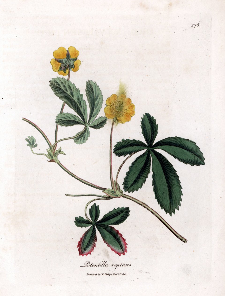 Mochna plazivá nebo quintefeuille - Mochna obecná, Potentilla reptans. Ručně kolorovaná mědirytina z botanické ilustrace Jamese Sowerbyho z Williama Woodvilla a Sira Williama Jacksona Hookera "" Medical Botany "," John Bohn, Londýn od James Sowerby