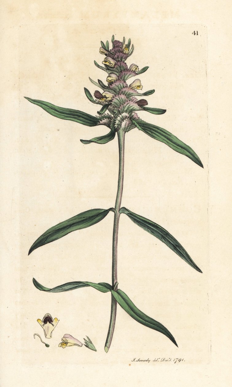 Kráva chocholatá, Melampyrum cristatum (Melampyre) Ručně kolorovaná mědirytina podle ilustrace Jamese Sowerbyho z James Smith