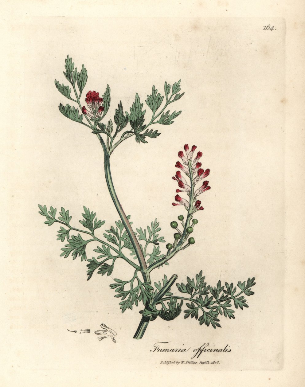 Dýmařina karmínově květovaná, Fumaria officinalis od James Sowerby