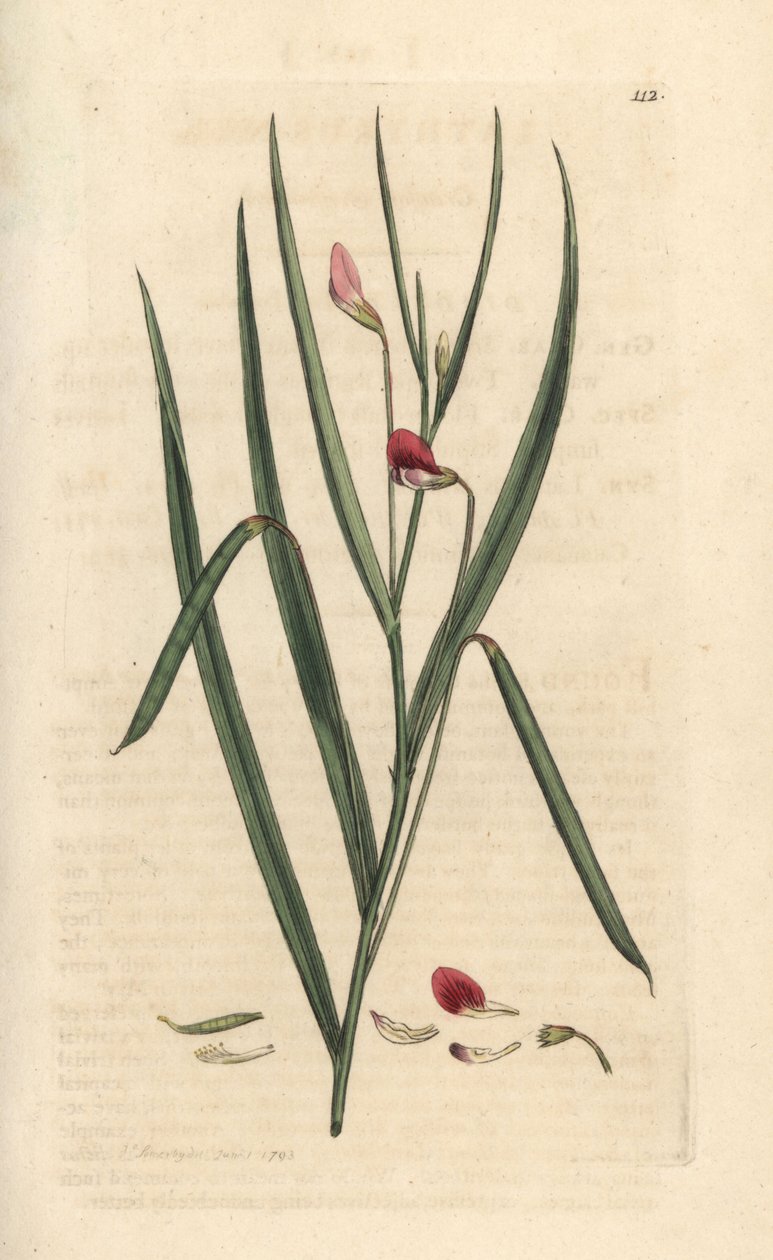Trávník karmínový, Lathyrus nissolia. Ručně kolorovaná mědirytina podle ilustrace Jamese Sowerbyho z James Smith