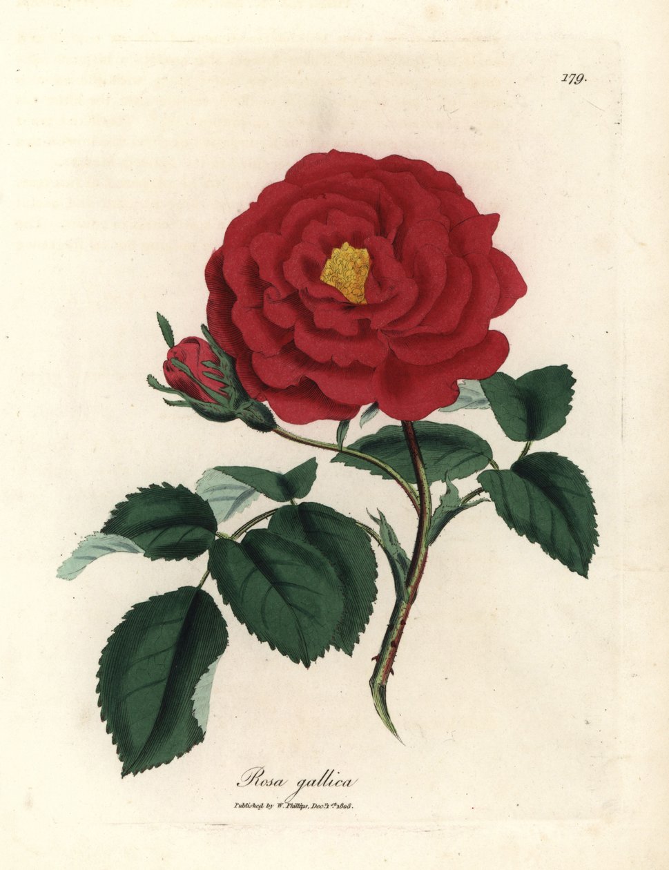 Karmínová úřední růže, Rosa gallica od James Sowerby