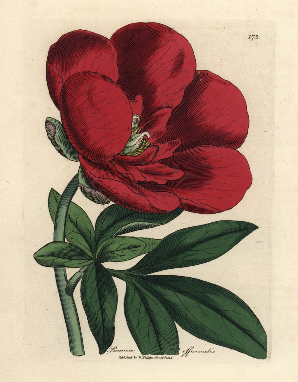 Pivoňka karmínová, Paeonia officinalis od James Sowerby