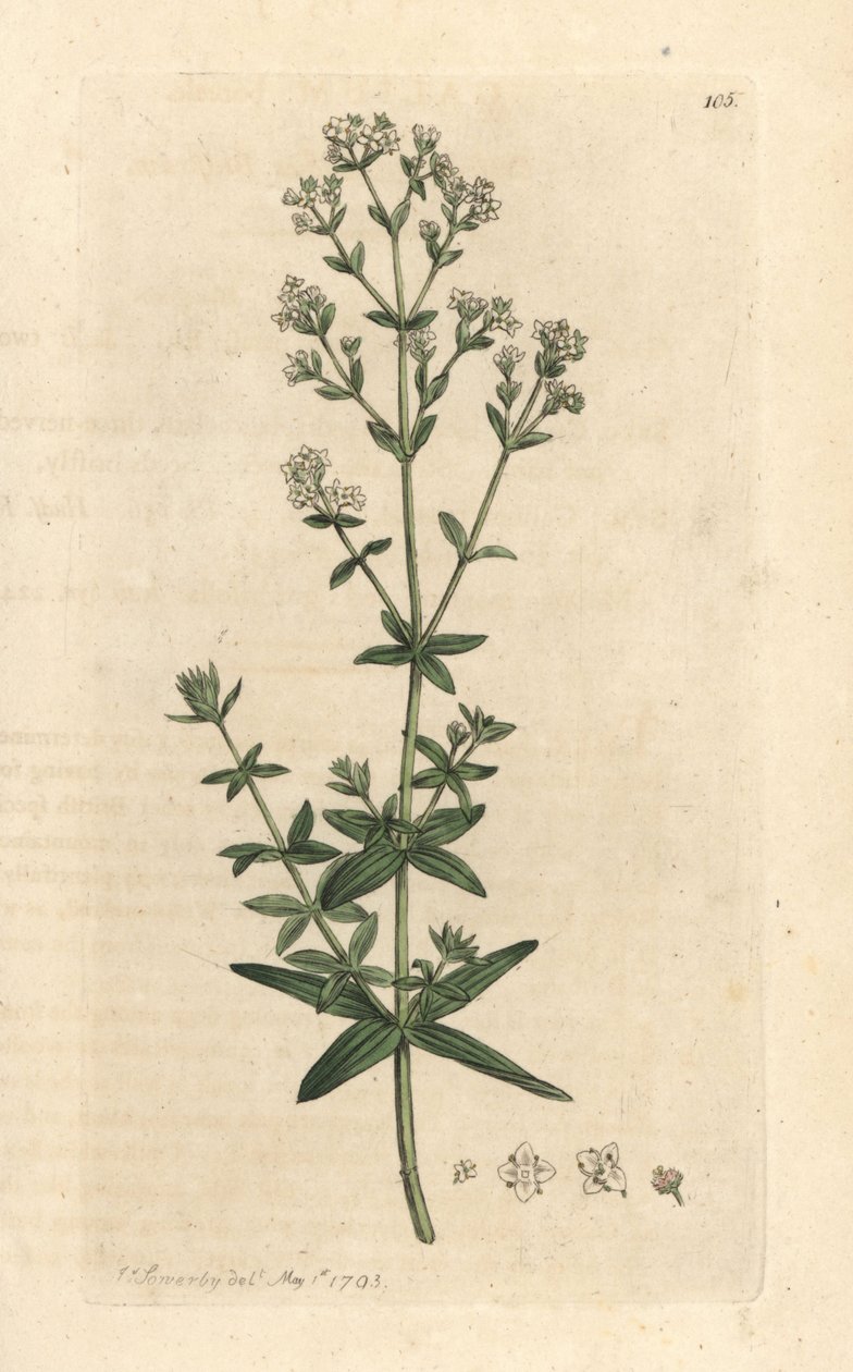 Sláma křížatá, Galium boreale (gaillet boreal) Ručně kolorovaná mědirytina podle ilustrace Jamese Sowerbyho z James Smith