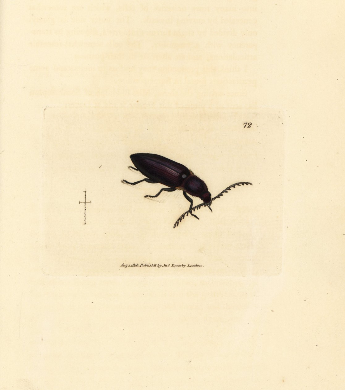 Ctenicera cuprea brouk (Elater chalybeus). Ručně kolorovaná mědirytina od Jamese Sowerbyho z The British Miscellany nebo Barevné figurky nových, vzácných nebo málo známých zvířecích předmětů. od James Sowerby