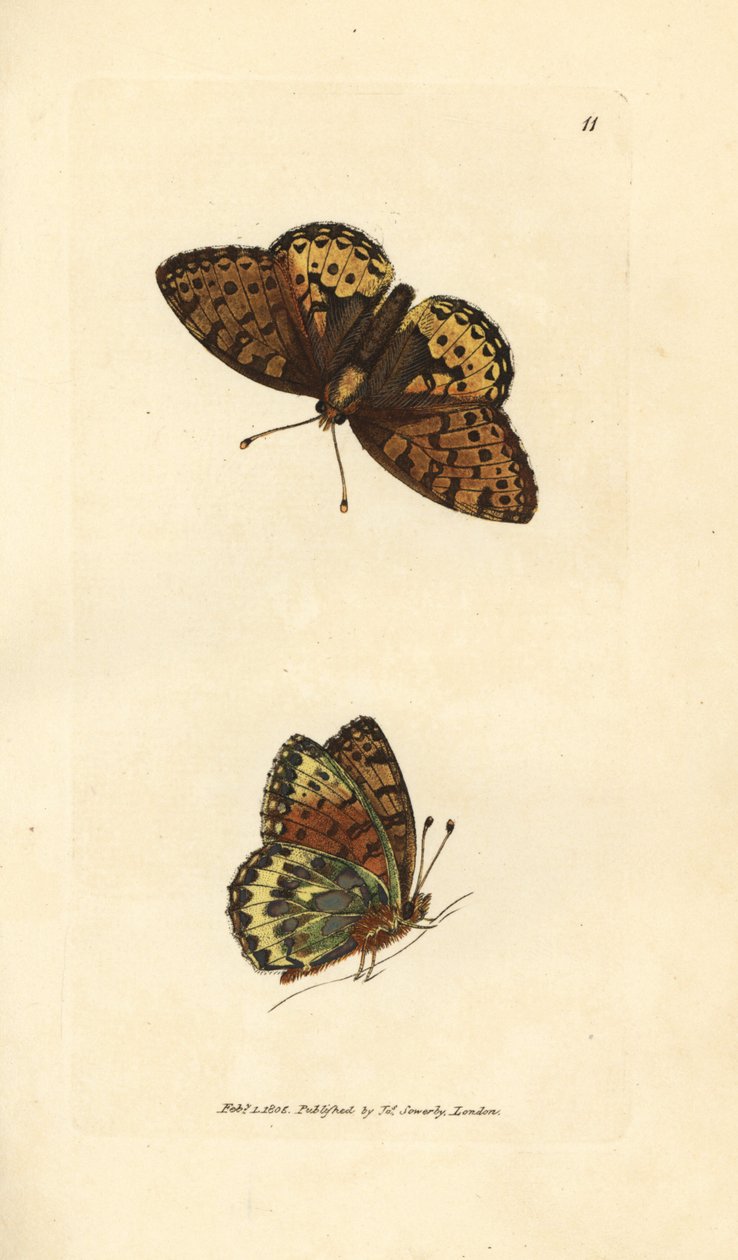 Tmavě zelená fritillary, Argynnis aglaia (motýlek Charlotte, Papilio charlotta). Ručně kolorovaná mědirytina od Jamese Sowerbyho z The British Miscellany nebo Barevné figurky nových, vzácných nebo málo známých zvířecích předmětů. od James Sowerby