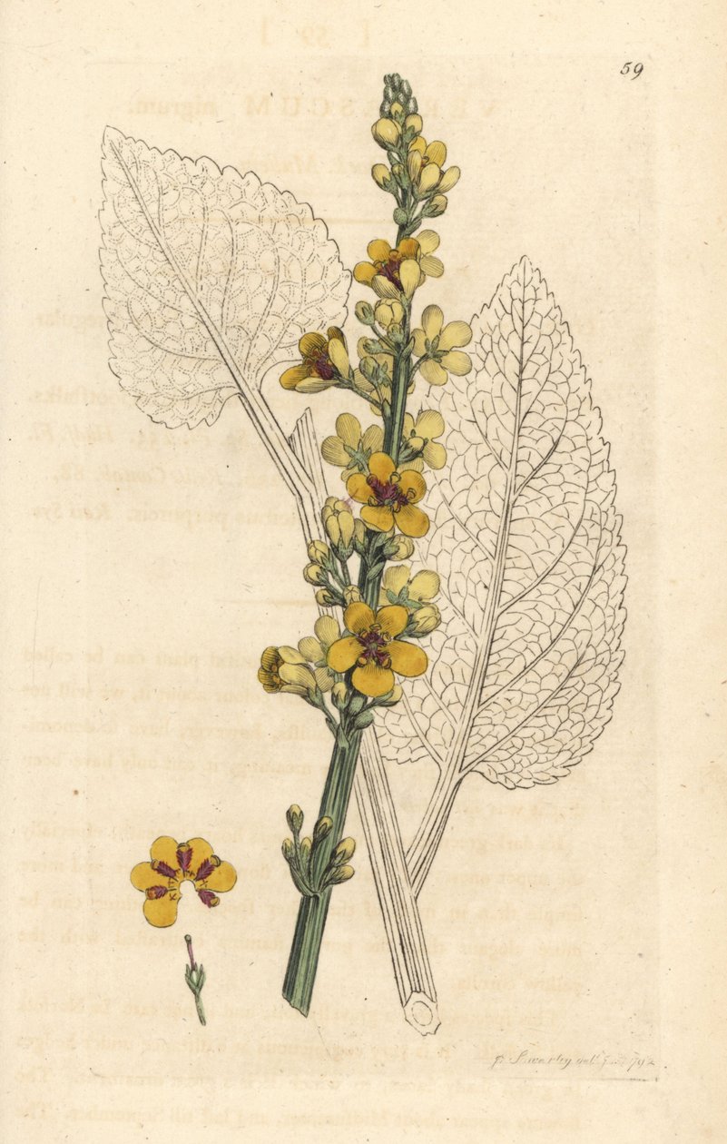 Divizna tmavá, Verbasum nigrum (černý molene) Ručně kolorovaná mědirytina podle ilustrace Jamese Sowerbyho z James Smith