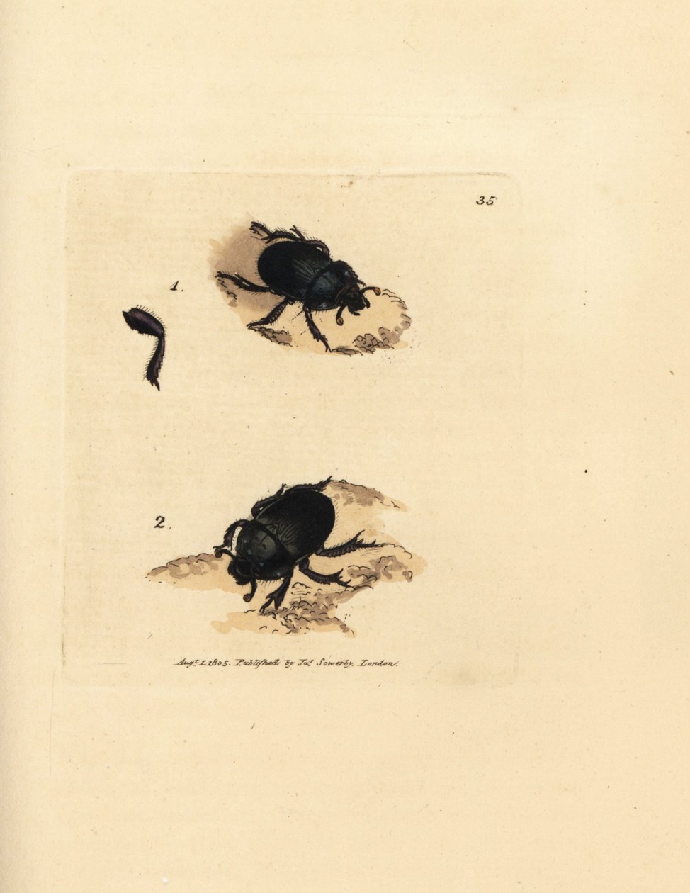 Dor brouk nebo hnojník zemní, Geotrupes puncticollis (Scarabaeus spiniger). Ručně kolorovaná mědirytina od Jamese Sowerbyho z The British Miscellany nebo Barevné figurky nových, vzácných nebo málo známých zvířecích předmětů. od James Sowerby