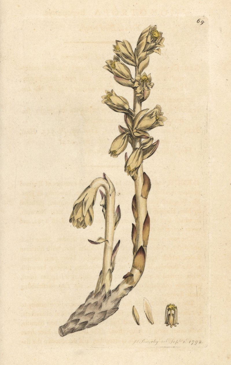 Dutchova dýmka, Monotropa hypopitys (Hnízdo žlutého, Monotropa hypopithys) (Aristoloche) Ručně kolorovaná mědirytina podle ilustrace Jamese Sowerbyho z James Smith