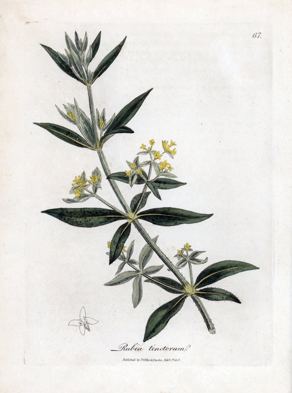 Dyerův šílenec, Rubia tinctorum. Ručně kolorovaná mědirytina z botanické ilustrace Jamese Sowerbyho z Williama Woodvilla a Sira Williama Jacksona Hookera "" Medical Botany "," John Bohn, Londýn od James Sowerby
