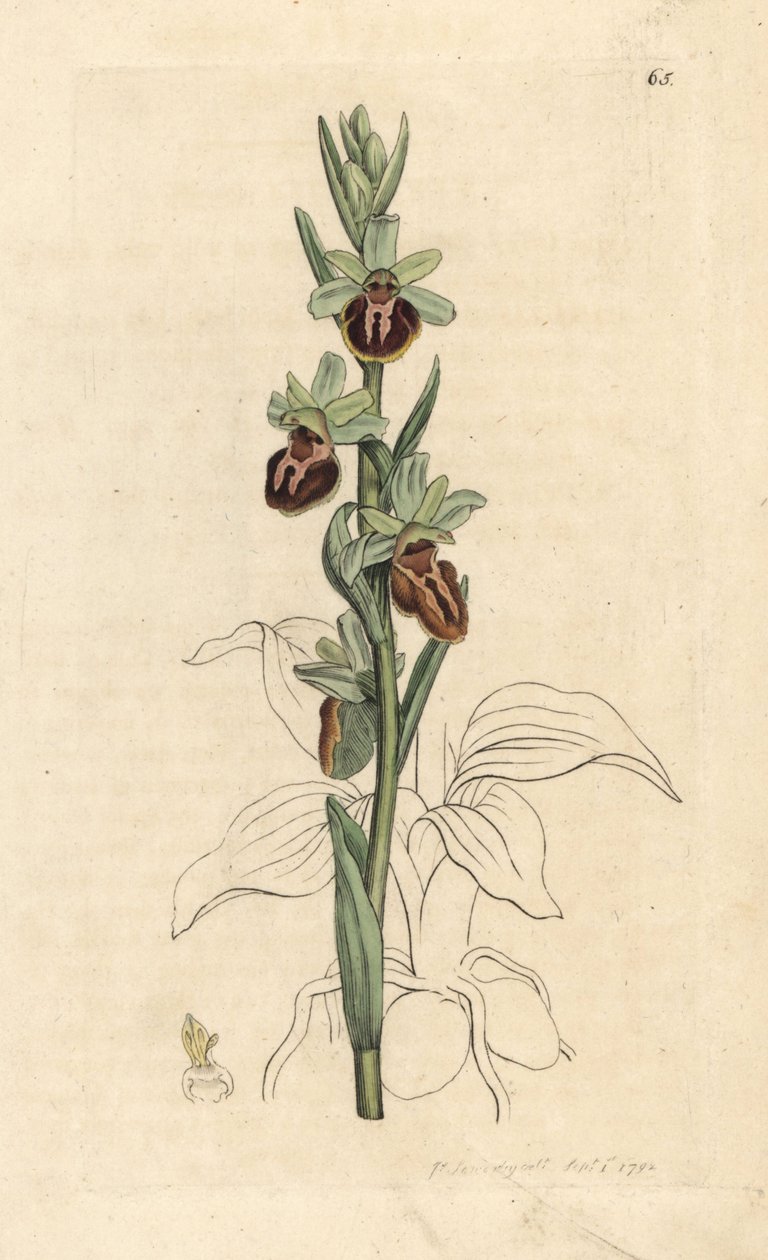 Raná pavoučí orchidej, Ophrys sphegodes (Spider orchis, Ophrys aranifera). Ručně kolorovaná mědirytina podle ilustrace Jamese Sowerbyho z James Smith