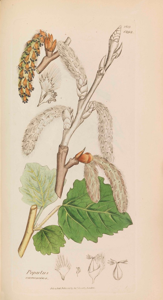 Anglická botanika, 1790-1800. od James Sowerby