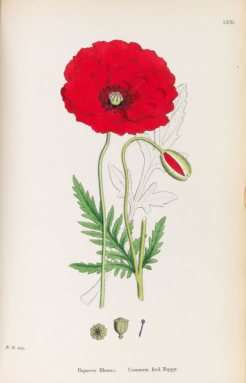 Anglická botanika, 1790-1800. od James Sowerby
