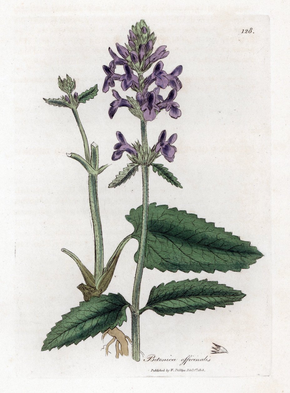 Epiary officinale nebo betoin - Wood betony, Stachys officinalis. Ručně kolorovaná mědirytina z botanické ilustrace Jamese Sowerbyho z Williama Woodvilla a Sira Williama Jacksona Hookera "" Medical Botany "," John Bohn, Londýn od James Sowerby