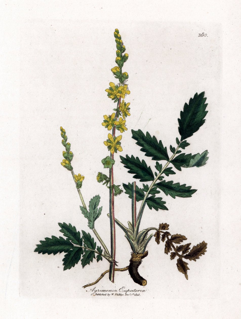 Eupatory sour - Agrimony, Agrimonia eupatoria. Ručně kolorovaná mědirytina z botanické ilustrace Jamese Sowerbyho z Williama Woodvilla a Sira Williama Jacksona Hookera "" Medical Botany "," John Bohn, Londýn od James Sowerby