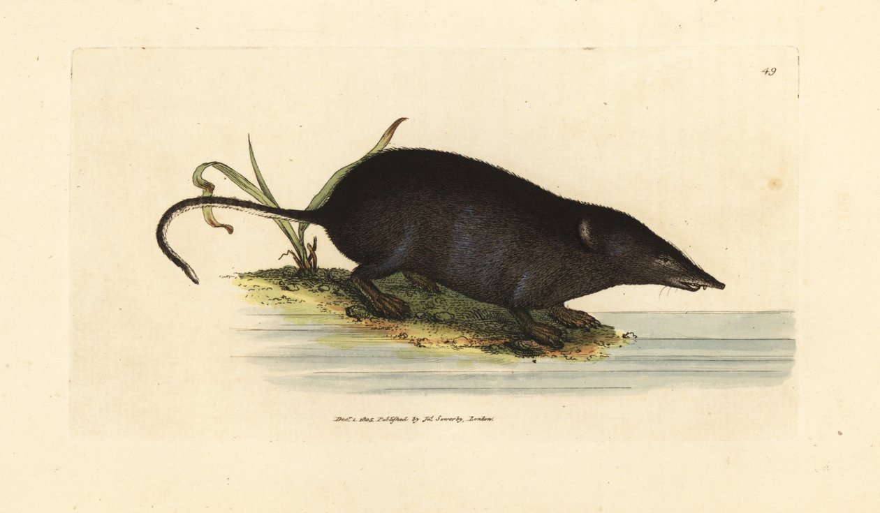 rejsek vodní, Neomys fodiens (Sorex ciliatus, rejsek vodní). Ručně kolorovaná mědirytina od Jamese Sowerbyho z The British Miscellany nebo Barevné figurky nových, vzácných nebo málo známých zvířecích předmětů. od James Sowerby