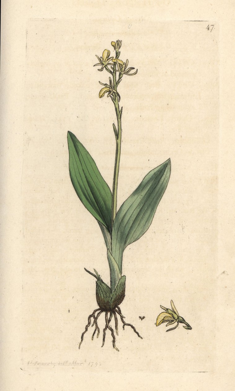 Vstavač slaměný, Liparis loeselii (Dwarf ophrys, Ophrys loeselii). Ručně kolorovaná mědirytina podle ilustrace Jamese Sowerbyho z James Smith