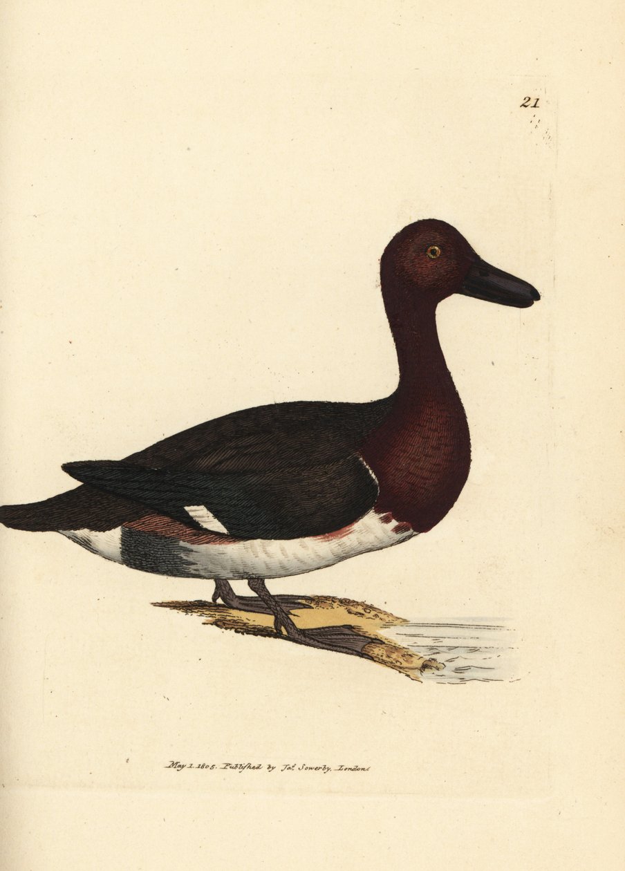 Pochard železitý, Aythya nyroca (Anas nyroca, kachna olivová). Ručně kolorovaná mědirytina od Jamese Sowerbyho z The British Miscellany nebo Barevné figurky nových, vzácných nebo málo známých zvířecích předmětů. od James Sowerby