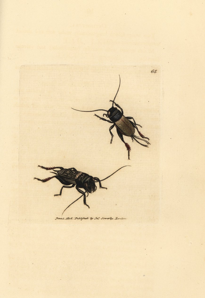 Cvrček polní, Gryllus campestris (Accheta campestris). Ručně kolorovaná mědirytina od Jamese Sowerbyho z The British Miscellany nebo Barevné figurky nových, vzácných nebo málo známých zvířecích předmětů. od James Sowerby
