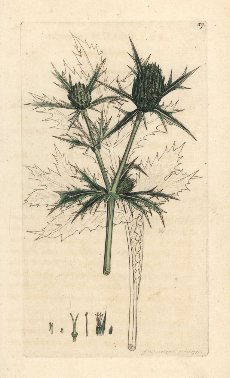 Eryngo polní, Eryngium campestre (Panicaut champetre) Ručně kolorovaná mědirytina podle ilustrace Jamese Sowerbyho z James Smith