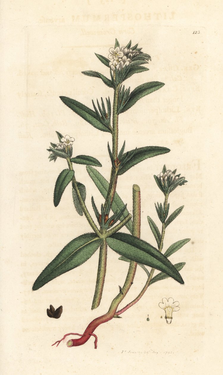 Gromwell polní, Buglossoides arvensis (Lithospermum arvense) (Gremil des champs) Ručně kolorovaná mědirytina podle ilustrace Jamese Sowerbyho z anglické botaniky Jamese Smithe, Londýn od James Sowerby