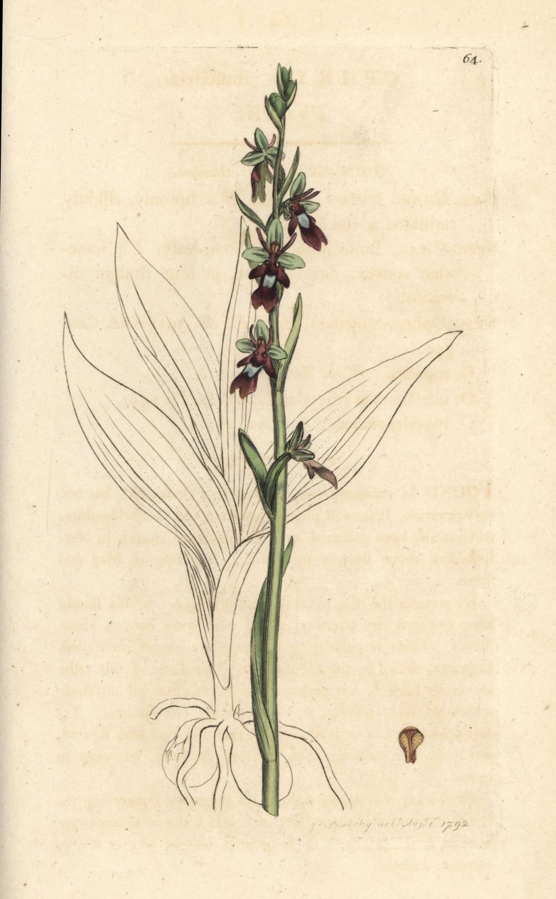Orchideje muchovník, Ophrys insectifera (Ophrys muscifera). Ručně kolorovaná mědirytina podle ilustrace Jamese Sowerbyho z James Smith