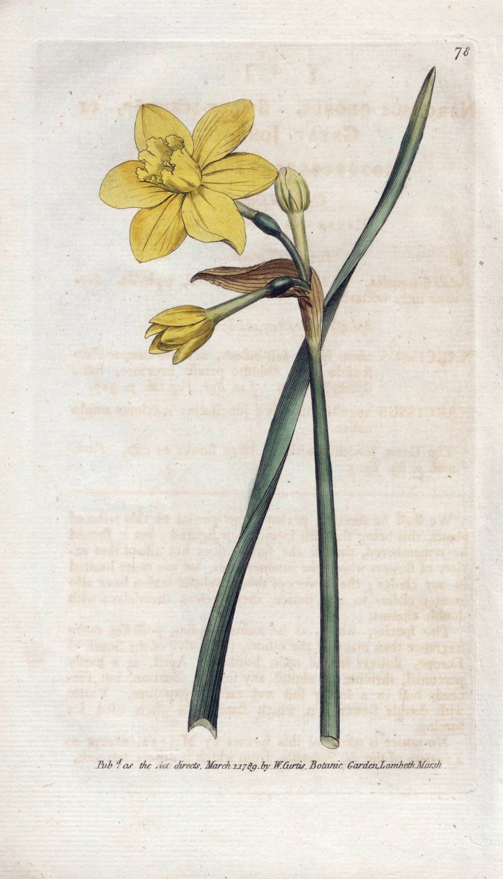 Voňavý narcis nebo voňavý narcis - Litografie od Jamese Sowerbyho (1757-1822), z Botanical Magazine od Williama Curtise (1746-1799) od James Sowerby