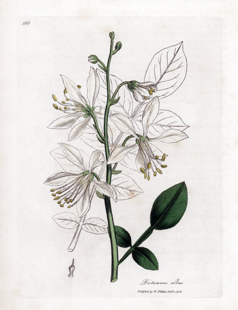 Fraxinelle - Bílá fraxinella nebo basard dittany, Dictamnus albus. Ručně kolorovaná mědirytina z botanické ilustrace Jamese Sowerbyho z Williama Woodvilla a Sira Williama Jacksona Hookera "" Medical Botany "," John Bohn, Londýn od James Sowerby