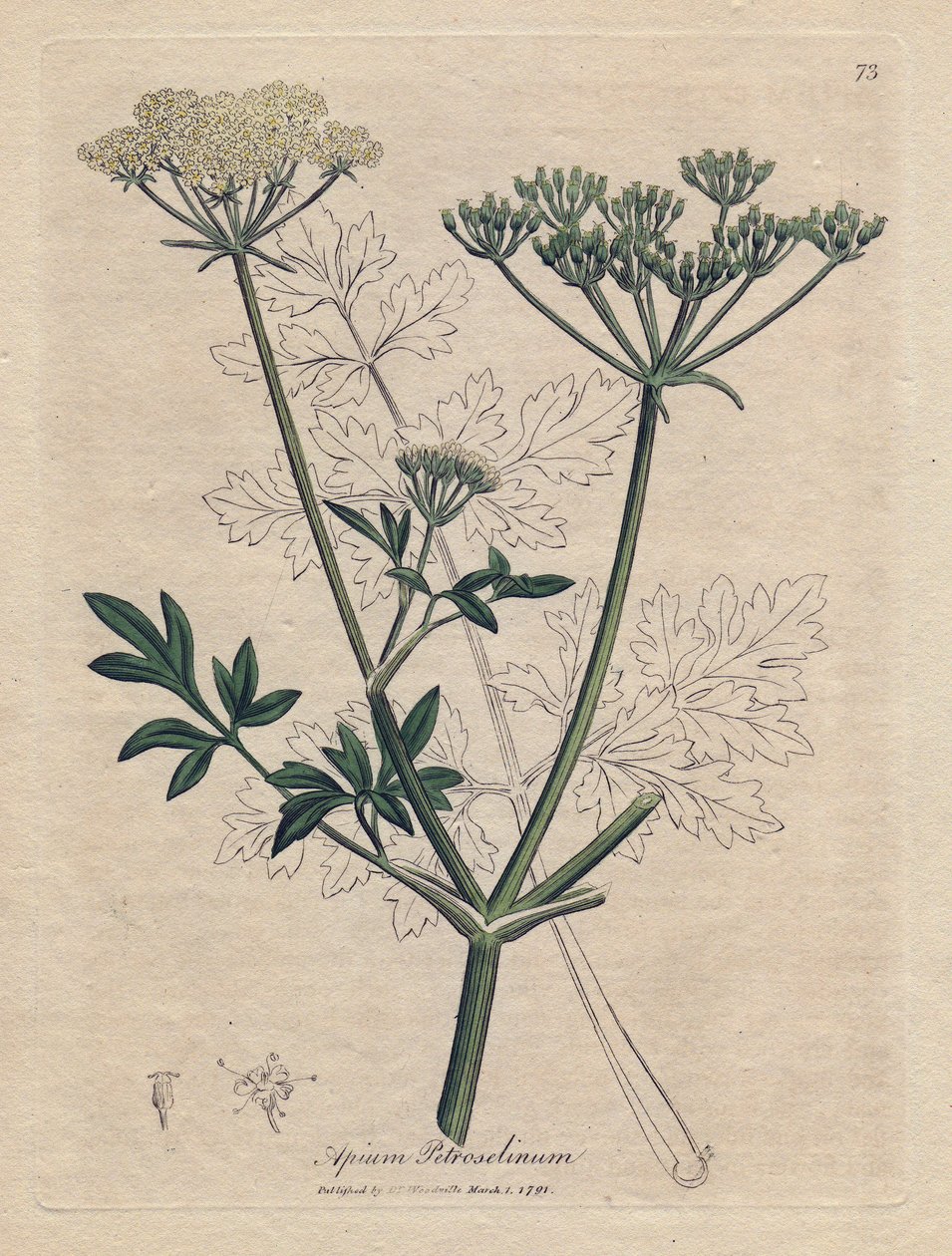Smažená petržel (Apium petroselinum). Ručně kolorovaná mědirytina z ilustrace Jamese Sowerbyho. Výňatek z knihy Williama Woodvilla a Sira Williama Jacksona Hookera „“ Botanique medicale““ 1832. Neúnavný Sowerby (1757-1822) kreslil více t od James Sowerby
