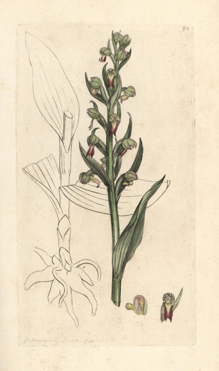 Žabí orchidej, Dactylorhiza viridis (Frog satyrion nebo Orchis, Satyrium viride). Ručně kolorovaná mědirytina podle ilustrace Jamese Sowerbyho z James Smith