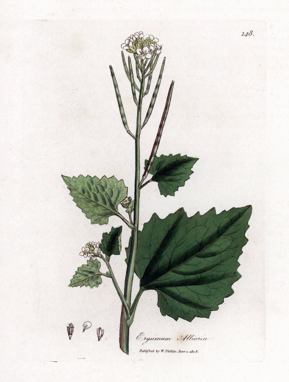Česneková hořčice, Alliaria petiolata. Ručně kolorovaná mědirytina z botanické ilustrace Jamese Sowerbyho z Williama Woodvilla a Sira Williama Jacksona Hookera "" Medical Botany "," John Bohn, Londýn od James Sowerby