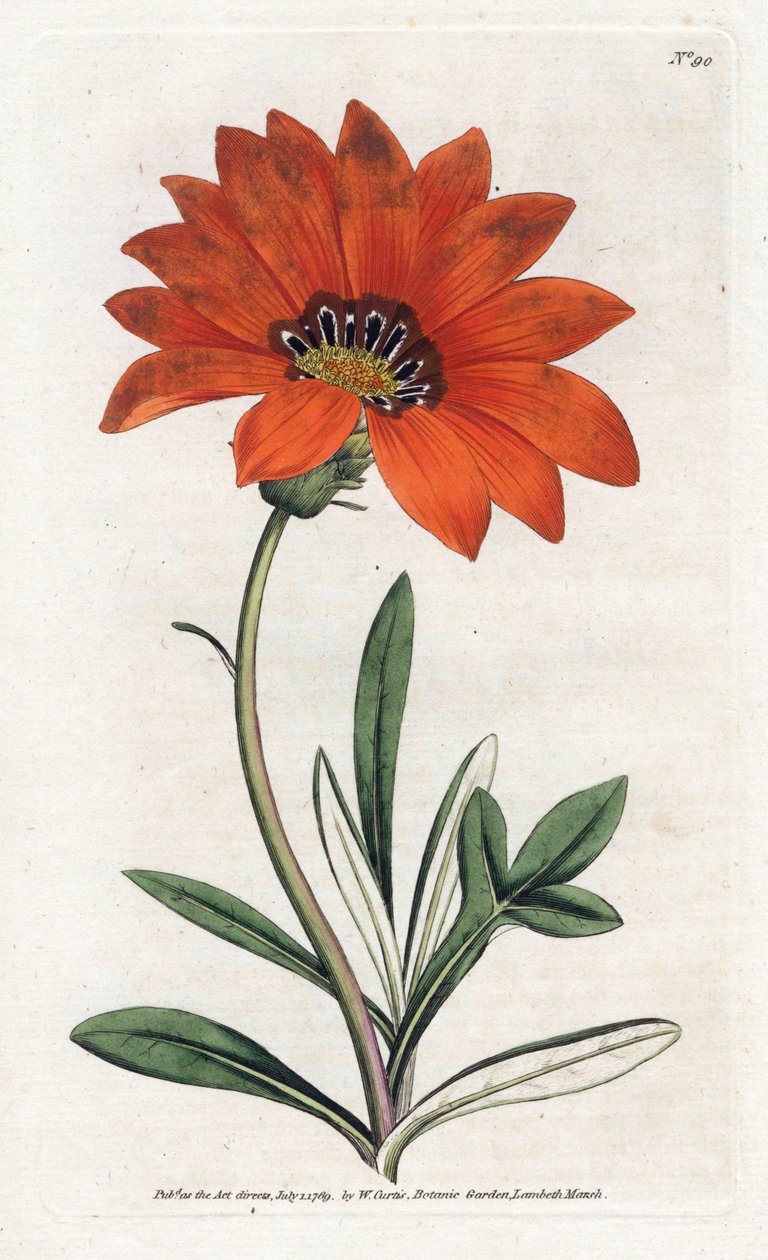 Gazania (gazania) strmá - Litografie od Jamese Sowerbyho (1757-1822), z botanického časopisu Williama Curtise (1746-1799) od James Sowerby